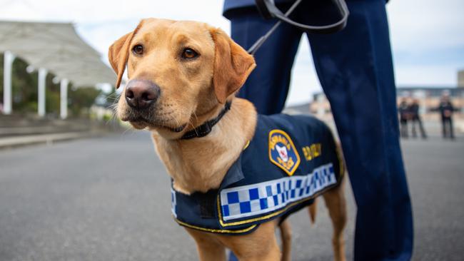 Police Dog Tilly after graduating as a new member of Tasmania police. Picture: Linda Higginson