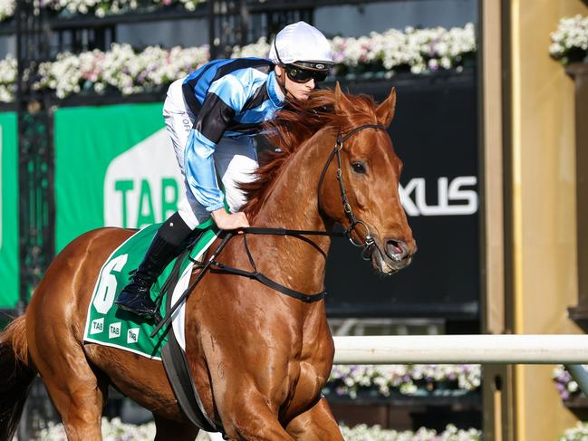 Smokin' Romans (NZ) on the way to the barriers prior to the running of the TAB Turnbull Stakes at Flemington Racecourse on October 01, 2022 in Flemington, Australia. (Photo by George Sal/Racing Photos via Getty Images)