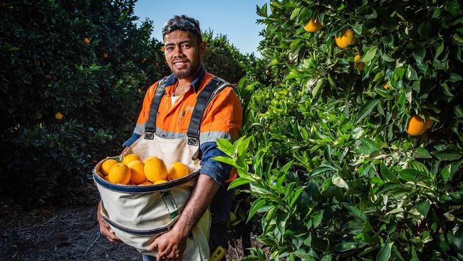 A Costa fruit picker pictured at the company's Murtho citrus orchard. Picture: Tom Huntley