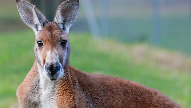 Up to 40 kangaroos were shot and remains left near homes in Dunkeld.