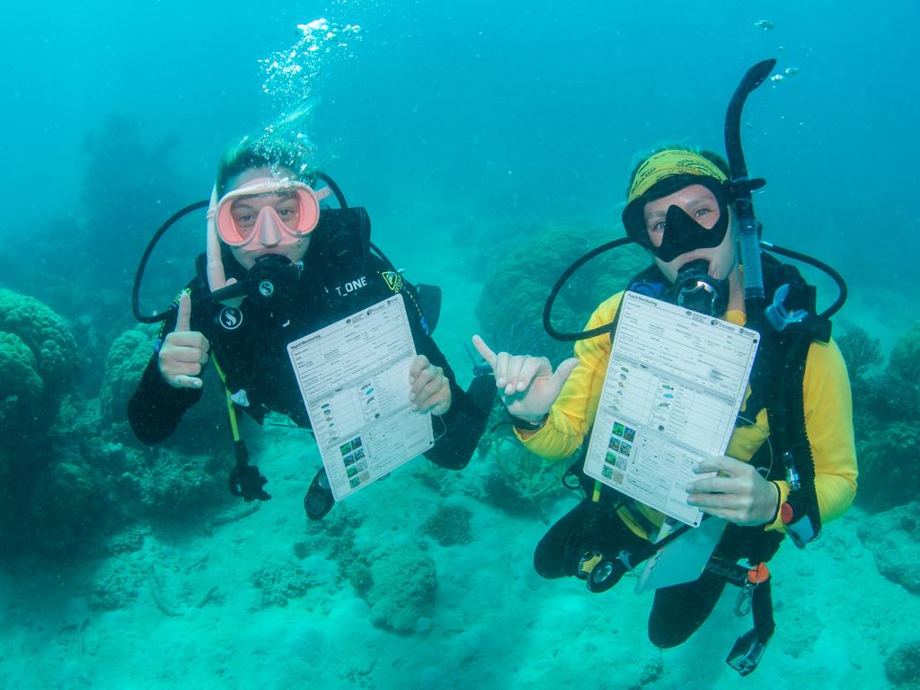 Passions of Paradise has launched daily citizen science tours on the Great Barrier Reef for experienced divers departing from Cairns in Tropical North Queensland. Photo: Supplied