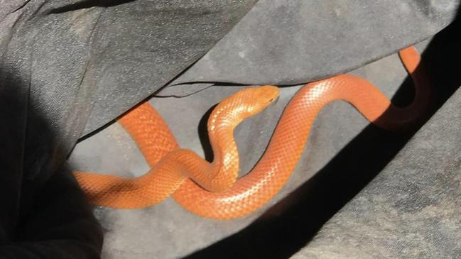 This Fanta orange snake was found in the Hinkler Central car park, one of the busiest areas of the Bundaberg CBD, before being found in front of shops on Electra St and safely relocated back into the wild.