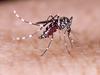 How the Far North beat a deadly mozzie disease