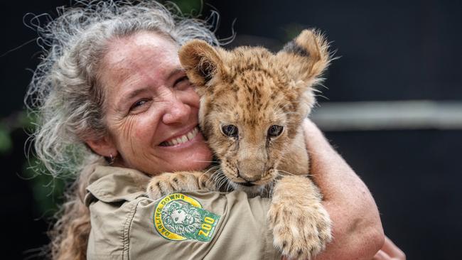 Stephanie Robinson with 10-week-old lion cub Caesar at Darling Downs Zoo, 22 October 2024. Photo: David Martinelli.