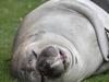 Let Neil the Seal be wild