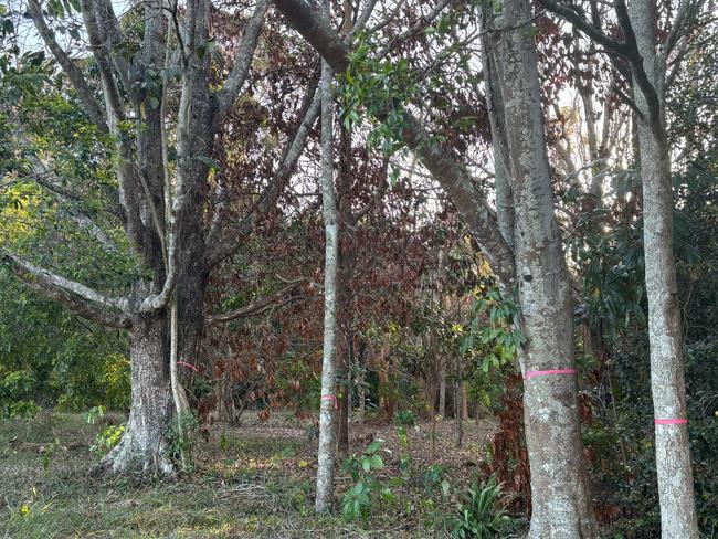 A government investigation is ongoing following the discovery of dying trees at the heritage listed Atherton Arboretum. Picture: Supplied