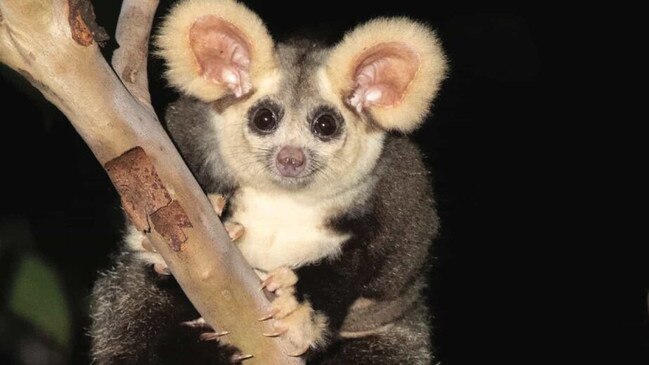 The greater glider, also known as the clumsy possum. Picture: supplied.