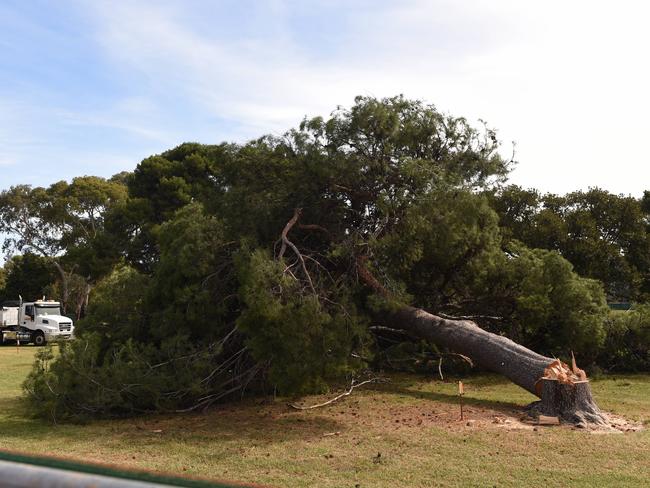 The trees lie on the ground. Pic: Naomi Jellicoe