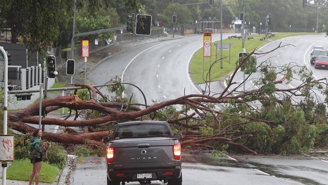 A tree blocks Currumburra Rd in Ashmore. Picture Glenn Hampson