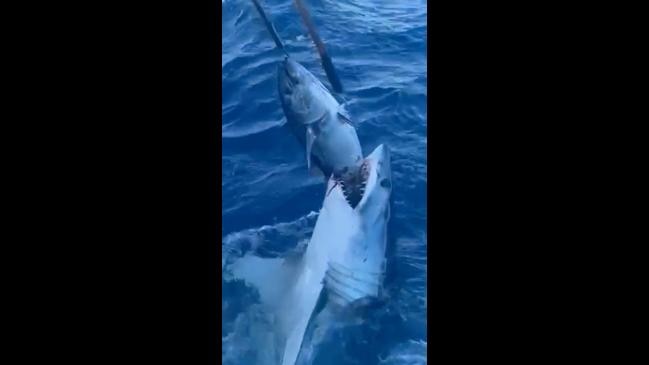 Fisherman play tense game of tug-of-war with shark | news.com.au ...