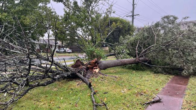 A tree has been brought down by strong wind gusts near East Creek in Toowoomba as ex-TC Alfred arrives.