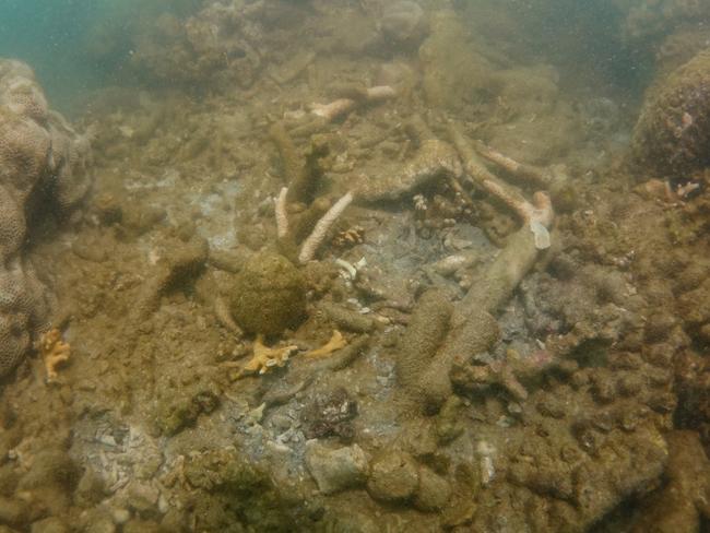 Cyclone Debbie: Whitsundays Great Barrier Reef coral broken | photos