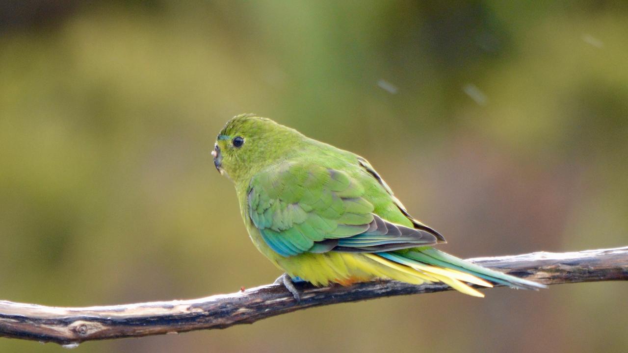 The rare orange-bellied parrot is making a comeback at Melaleuca. Picture: Joanne Young