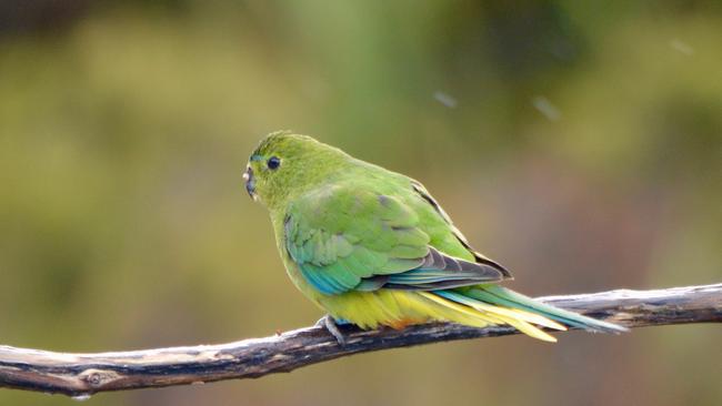 The rare orange-bellied parrot is making a comeback at Melaleuca. Picture: Joanne Young