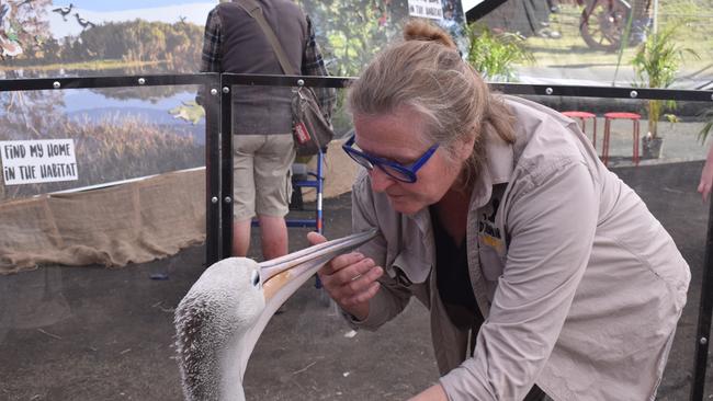 All the action from the 150th Ipswich Show on the 21st of May 2023, featuring Jane James with Pelican Percy. Photographed by Georgie Walker.