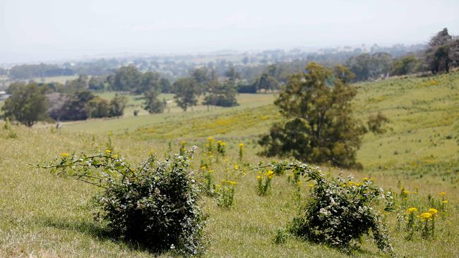 Rural landholders have been offered up to four days free labour for weed control and revegetation, undermining local contractors work. Picture: Chloe Smith