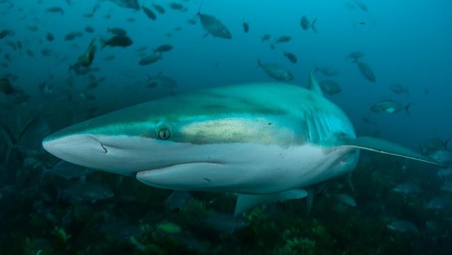 A bronze whaler shark being tracked for research. Photo: Andrew Fox, Rodney Fox Shark Expeditions