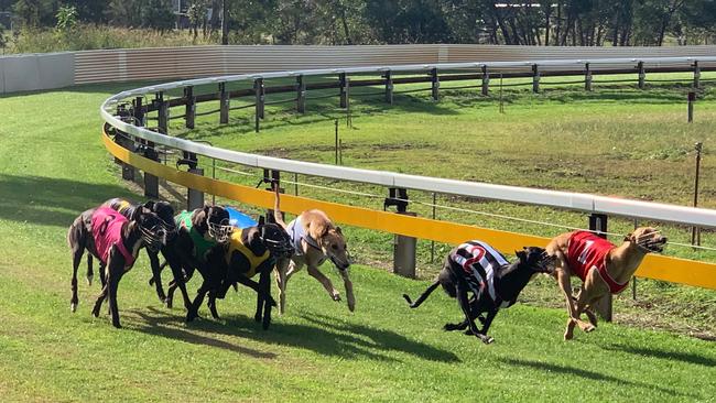 Greyhound racing generates $28m for Victoria.