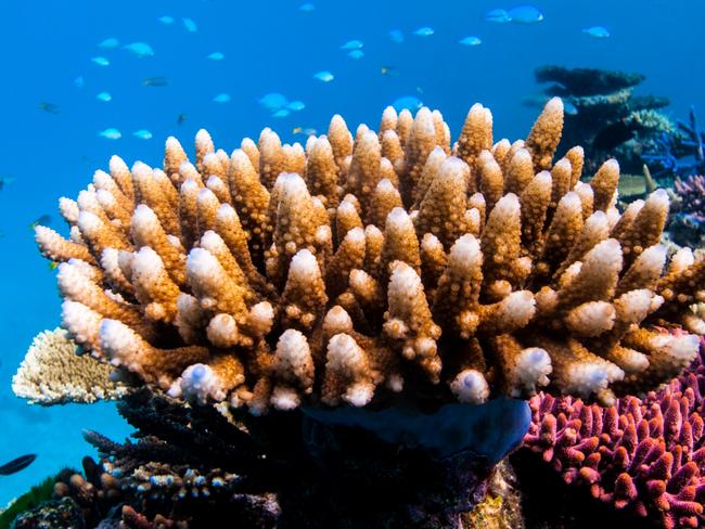 Supplied image from the Great Barrier Reef Marine Park Authority shows an underwater reefscape view of corals at Lodestone Reef, Townsville region.