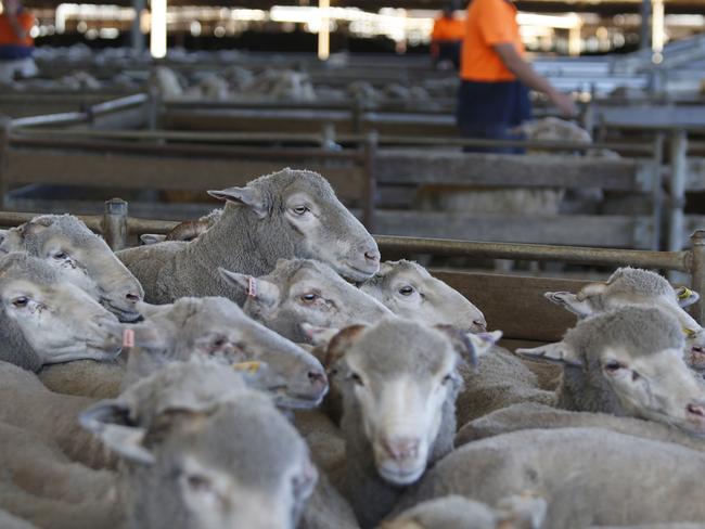 1st March 2023: Sheep being loaded on trucks bound for port, for live export at Peel Feedlot, Mardella, WA.  Philip Gostelow/The Australian