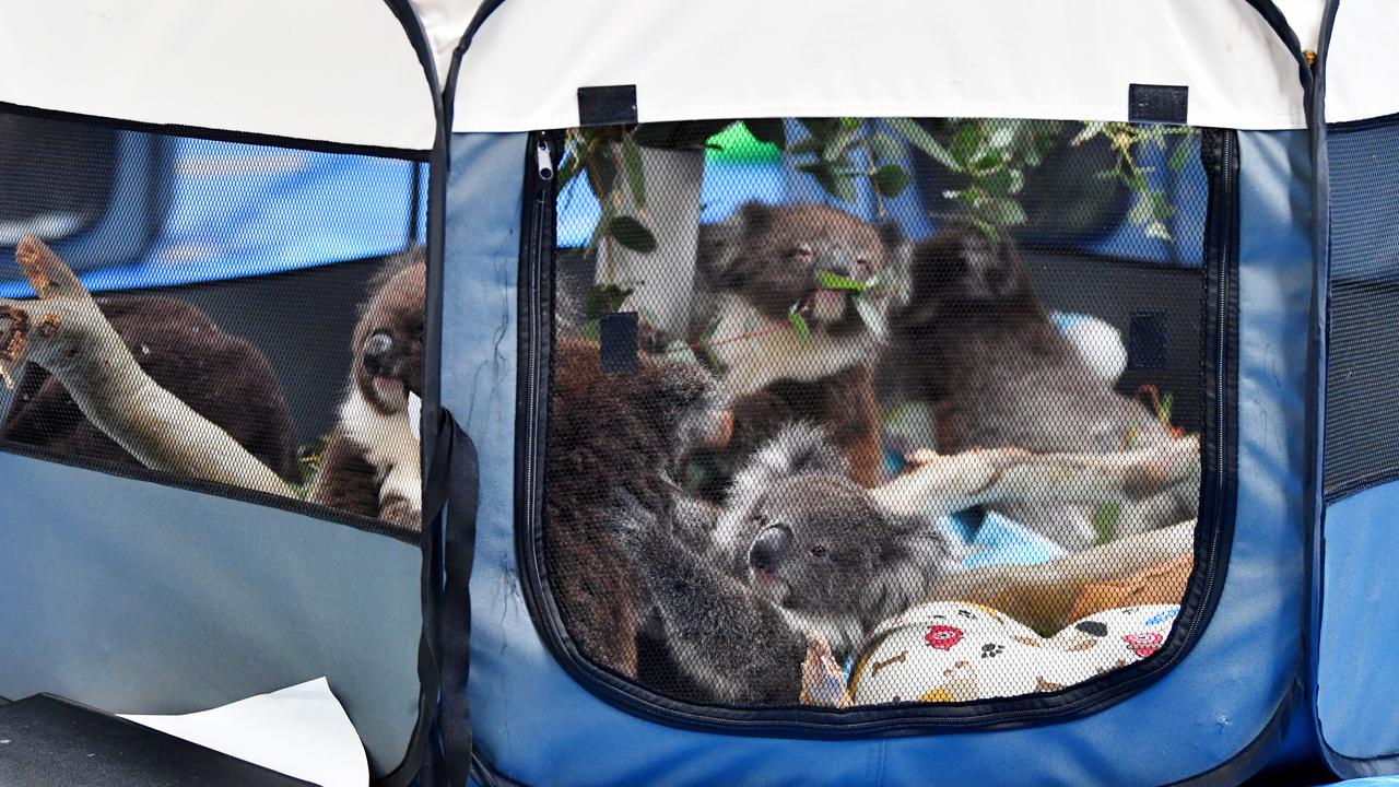 Orphaned baby koalas in their pen at the treatment facility. Picture: Mark Brake/Getty Images.