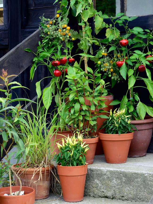 Herbs, chilli, tomatoes, take your pick.