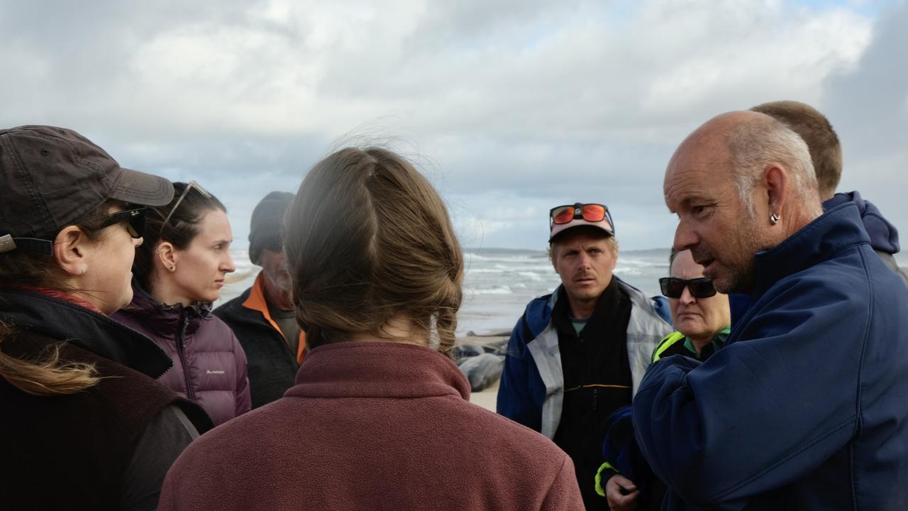 Members from the Marine Conservation Program attend a mass whale stranding near Arthur River on Tasmania's West Coast. Picture: Marine Conservation Program