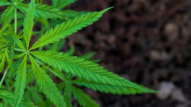 Charlie Shahin has bought into medicinal cannabis company Vitura.