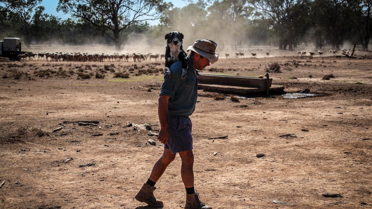 Farmer Richard Gillham carries his exhausted dog after feeding sheep at his drought-affected paddock near Boggabri in northwest NSW. Mr Gillham runs a mixed operation with his brother near the Namoi River. “The Namoi is only puddles now which means blue green algae will set in and we’ll have to move the sheep off the river,” he says. Picture: Getty