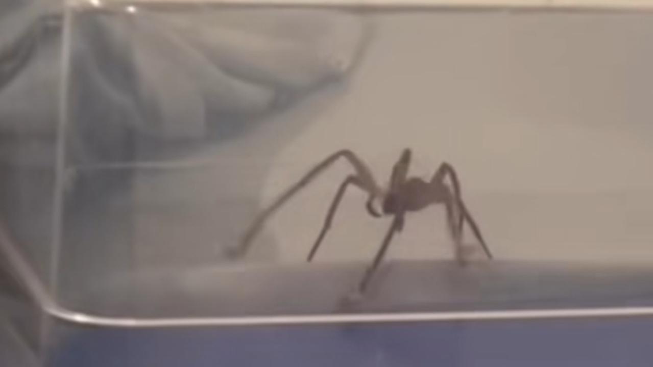 A woman has found unwanted guests in between her sheets two nights in a row. Picture: TikTok