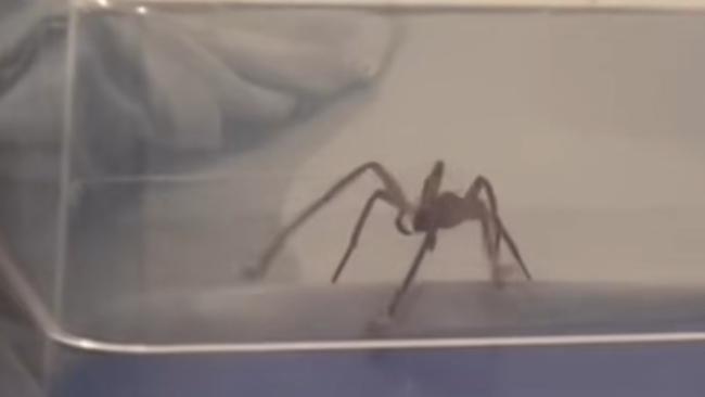 A woman has found unwanted guests in between her sheets two nights in a row. Picture: TikTok