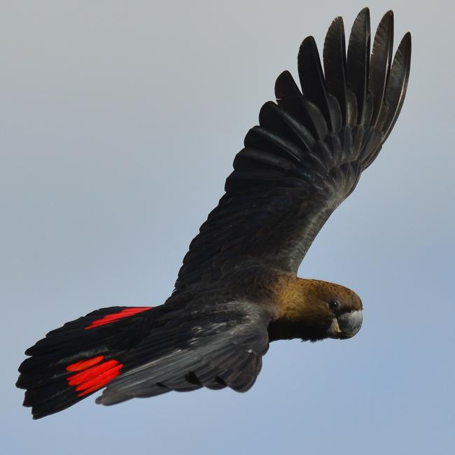 Kangaroo Island’s black glossy cockatoo. Picture: Nikki Redman