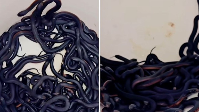 More than 100 snakes were found in a western Sydney backyard. Picture: Facebook/Reptile Relocation Sydney.