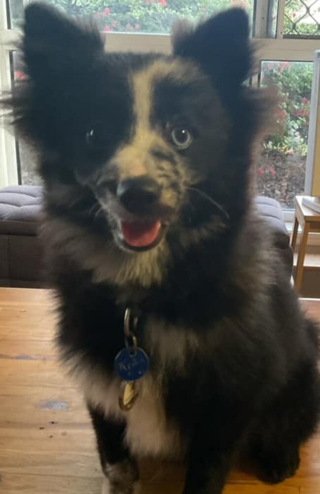 Kevin: Donna Wakefield's 7 month old Pomeranian