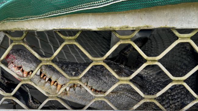 Little Annan River crocodile captured: Photo: DETSI