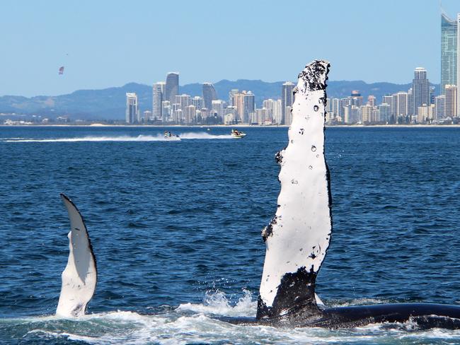 A mother and calf pictured off the Gold Coast. Picture:David Robertson/ Sea World Whale Watch