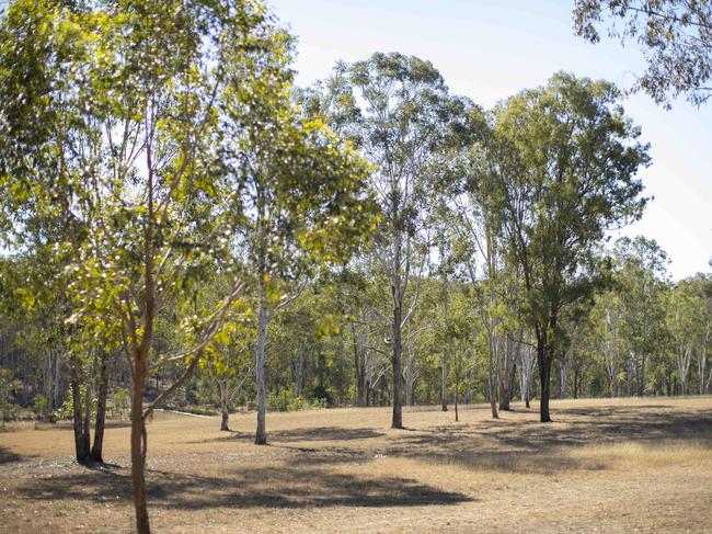 Camp Chilli is covered in eucalypt forest, home to kangaroos, sugar gliders, possums, snakes, lizards and abundant bird life. Picture: Lachie Millard