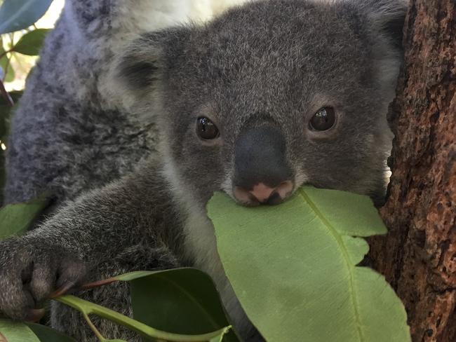 Taronga Zoo is also on the itinerary for the royals. Picture: Supplied