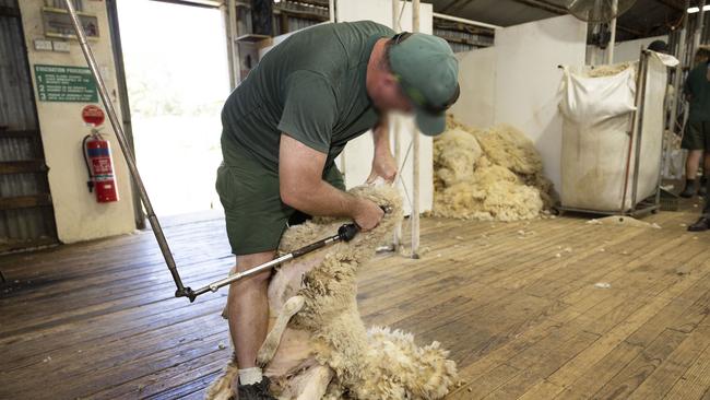 Shearing sheep is an opportunity provided to inmates at Mannus.