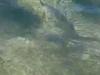 Watch: Shark feeding frenzy at Sunshine Coast beaches