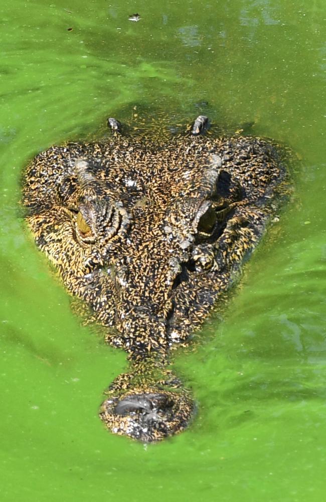 The river at Crocodylus Park is home to more than 40 crocodiles, including ones over 5-metres. Picture Katrina Bridgeford.