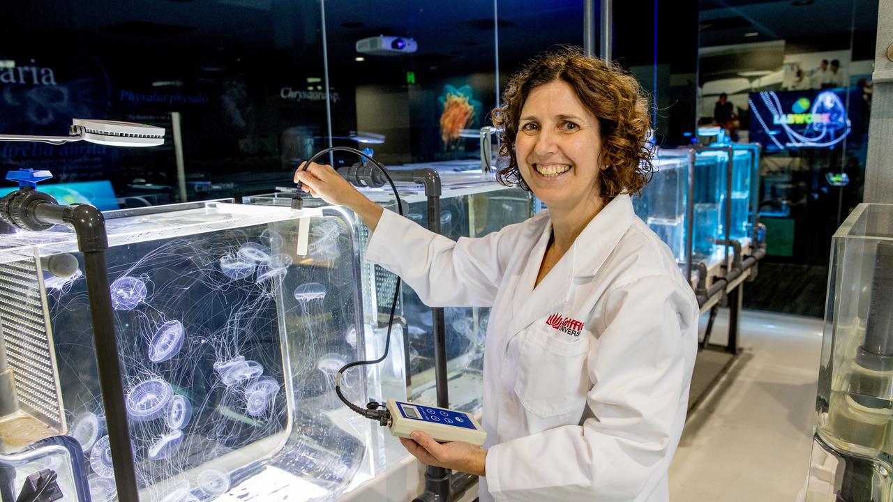 Professor Kylie Pitt explains why brown ‘snotty’ jellyfish are on Sunshine Coast beaches this summer. Picture: contributed/Griffith University.