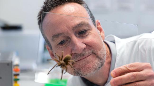 Fraser Island funnel web spider with Professor Glenn King from the University of Queensland. Picture: Supplied