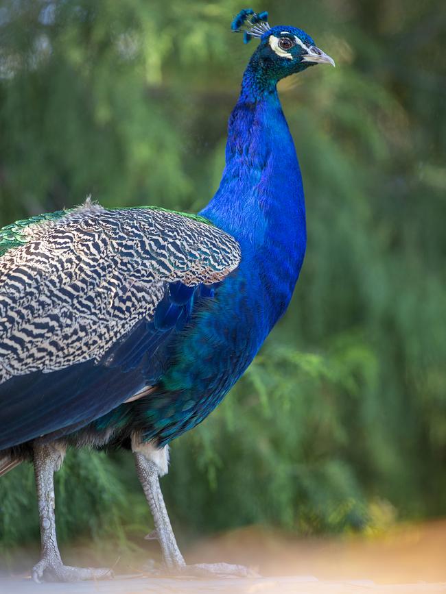 One of the Mayfield estate’s peacocks.