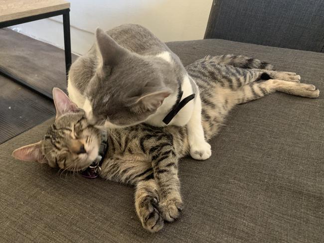 Kitty and Little Kitty love each other so much. Both are a foster fail. Picture: Tharis Van Tilborgh