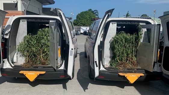 Detectives found dozens of plants. Photo: Queensland Police