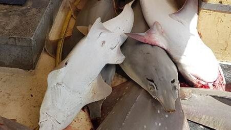 Leaked photos of gill net fishing in north Queensland have highlighted the indiscriminate killing of tens of thousands of sharks and other endangered species — WWF-Australia