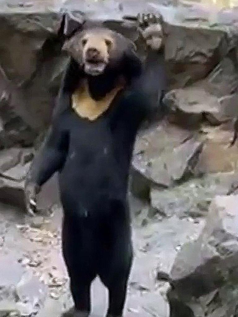 A Chinese zoo denies the claim that its famous sun bear is actually a person in a costume. Picture: Twitter