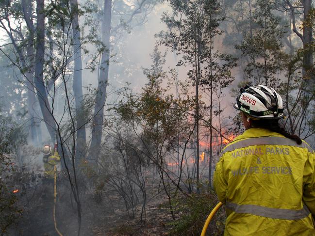 Koalas were five times more likely to survive in areas where forest canopies were unburnt or partially burnt compared to fully burnt, according to the report. (Photo by Lisa Maree Williams/Getty Images)