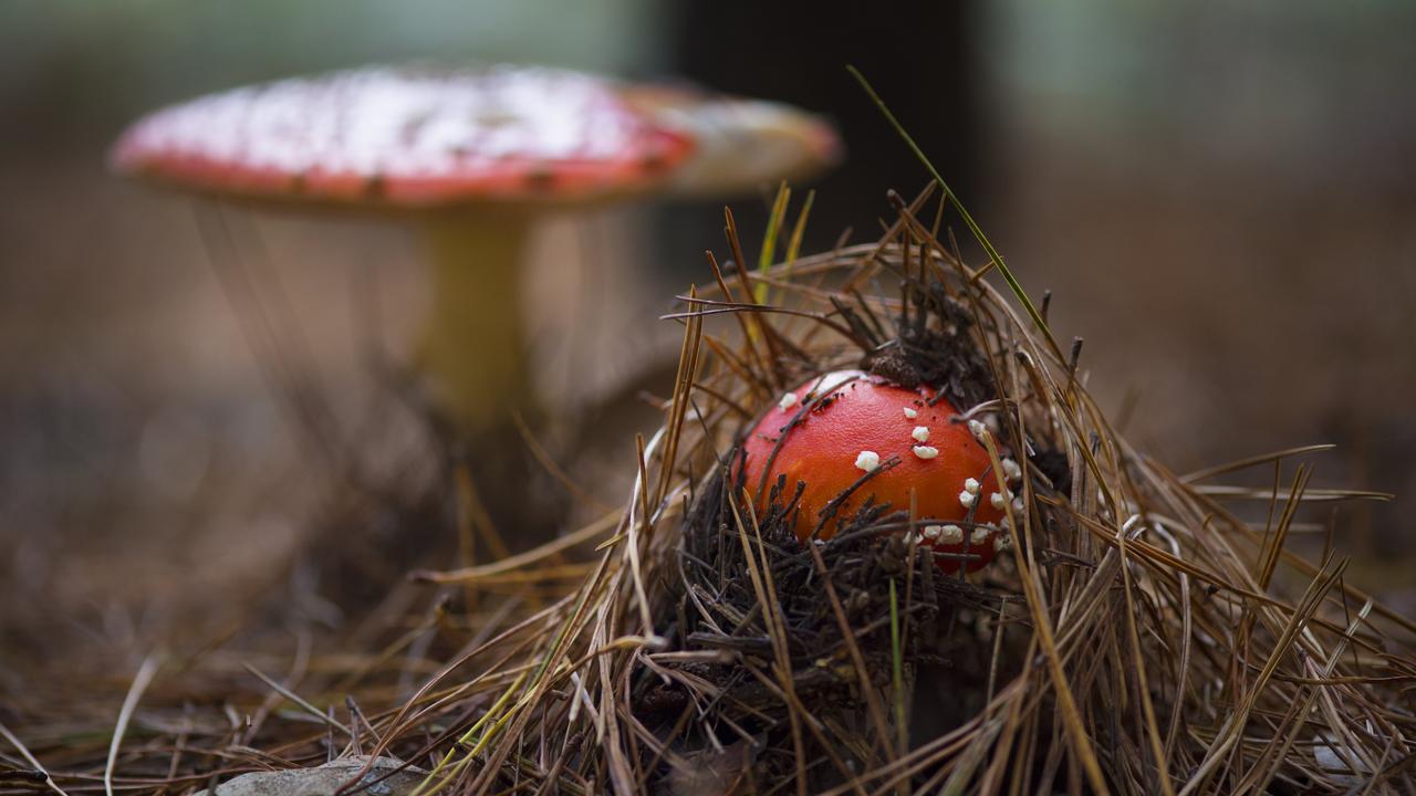 Toadstools that look like they’re out of a fairy garden in a pine forest in Victoria. Picture: Zoe Phillips